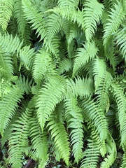 Amauropelta beddomei