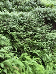 Amauropelta beddomei