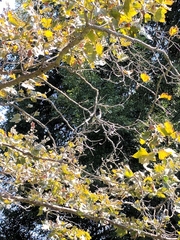 Sayornis nigricans