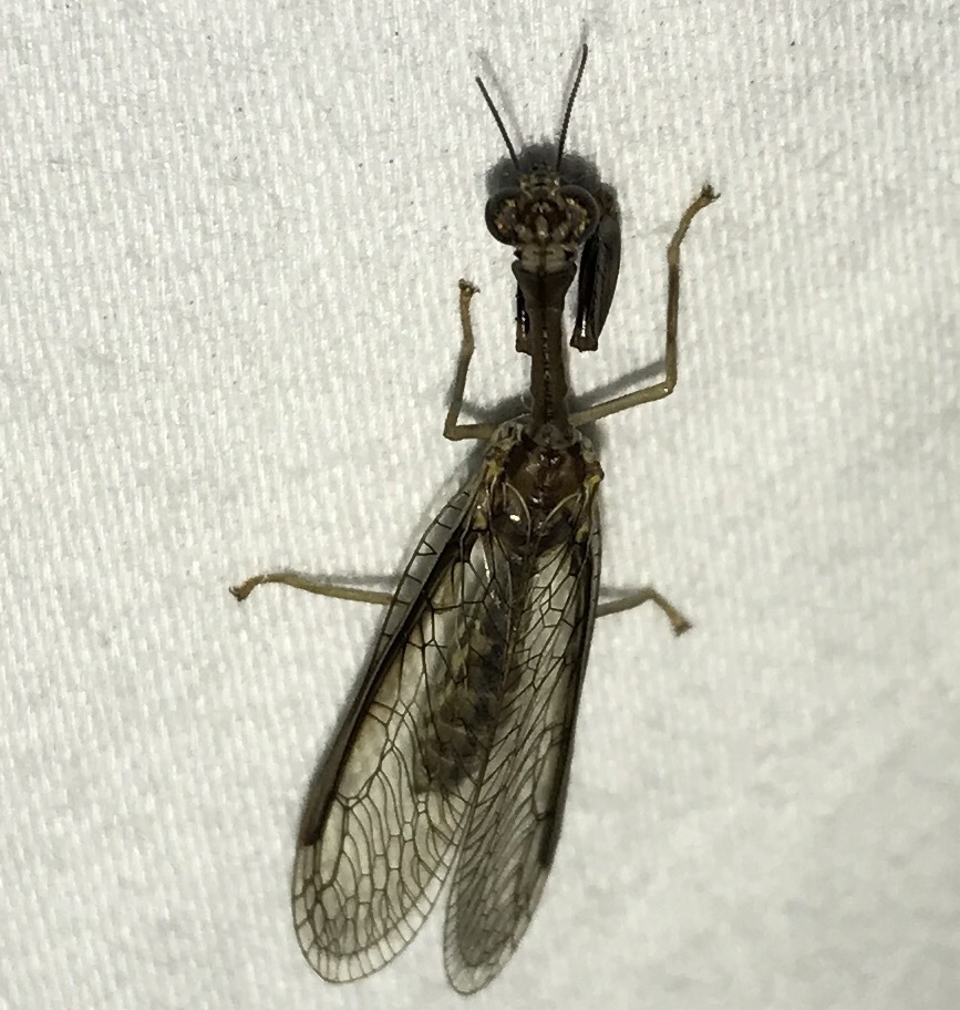Say's Mantidfly