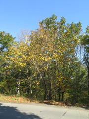 Acer tegmentosum
