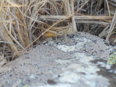 Euchorthippus chopardi