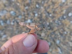 Oedipoda charpentieri