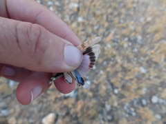 Oedipoda charpentieri