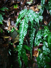 Bolbitis heteroclita