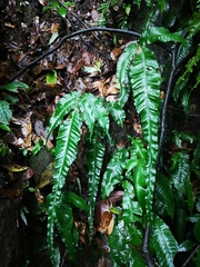 Bolbitis heteroclita