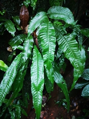 Bolbitis heteroclita