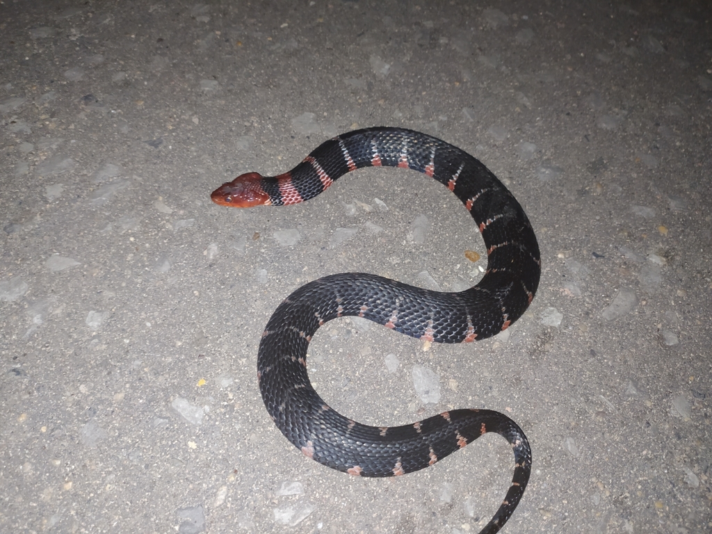 Orange-lipped Keelback (Rhabdophis flaviceps) - Snakes and Lizards