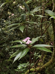 Hydrangea longifolia