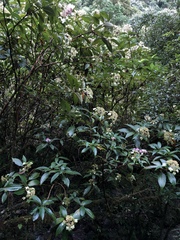 Hydrangea longifolia