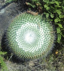 Mammillaria amajacensis