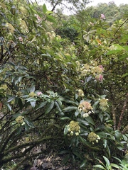 Hydrangea longifolia