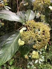 Hydrangea longifolia