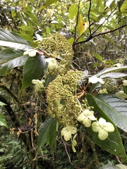 Hydrangea longifolia