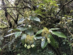 Hydrangea longifolia