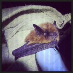 Myotis californicus
