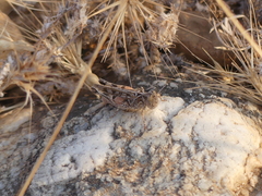 Dociostaurus genei genei