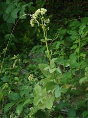 Hylotelephium maximum