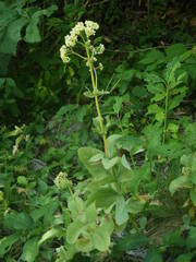 Hylotelephium maximum