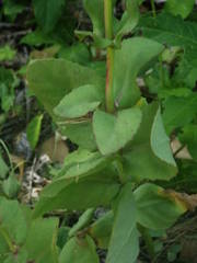 Hylotelephium maximum