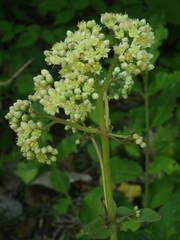 Hylotelephium maximum