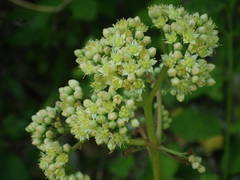 Hylotelephium maximum