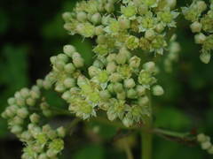 Hylotelephium maximum