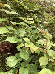 Rubus wallichianus