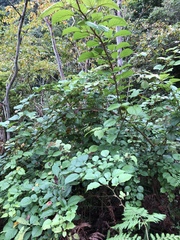 Rubus wallichianus