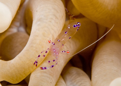 Ancylomenes sarasvati