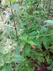 Clinopodium macrostemum