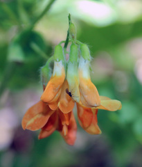 Vicia crocea