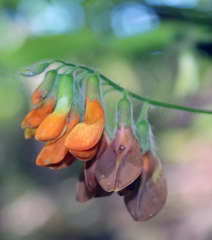 Vicia crocea
