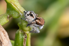 Maratus albus