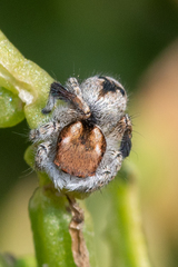 Maratus albus