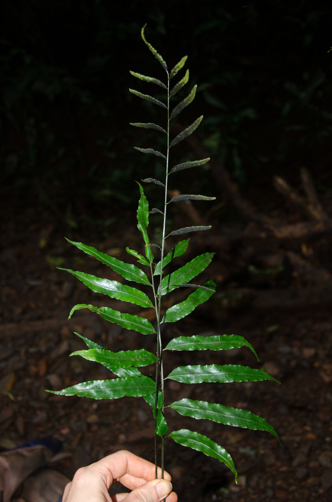 Bolbitis salicina