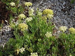 Crithmum maritimum