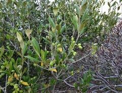 Olea europaea