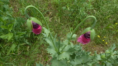 Papaver somniferum setigerum