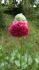 Papaver somniferum setigerum