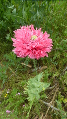 Papaver somniferum setigerum