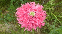Papaver somniferum setigerum
