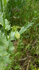 Papaver somniferum setigerum