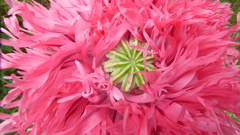 Papaver somniferum setigerum