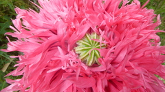Papaver somniferum setigerum