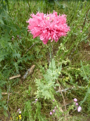 Papaver somniferum setigerum