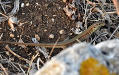 Podarcis waglerianus