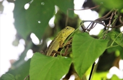 Calotes versicolor