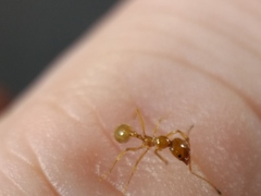 Aphaenogaster pythia