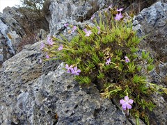 Dianthus rupicola